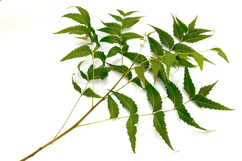 neem-1.jpg (104671 bytes)