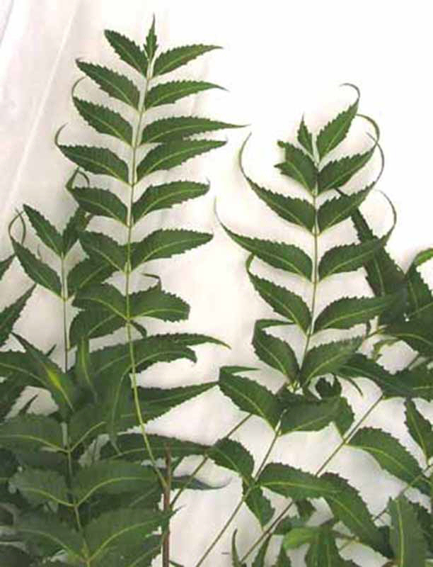 neem-2.jpg (66853 bytes)