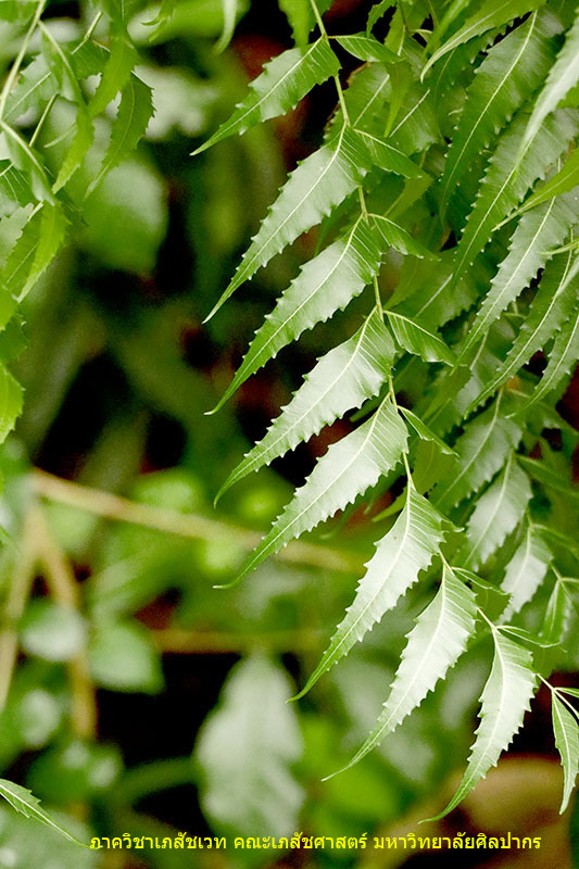 neem-3.jpg (152412 bytes)