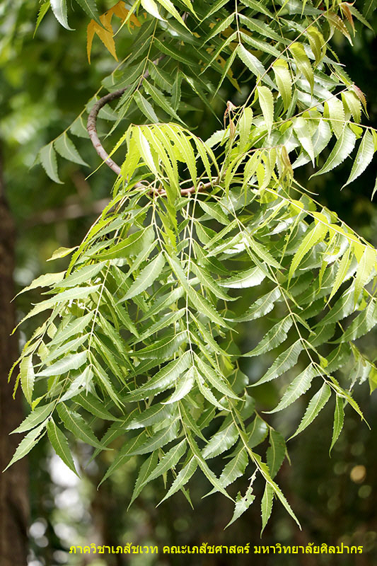 neem-4.jpg (215597 bytes)