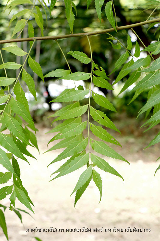neem-5.jpg (139227 bytes)