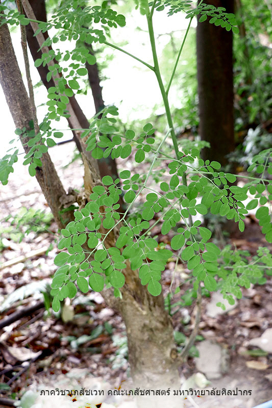 moringa-1.jpg (169870 bytes)
