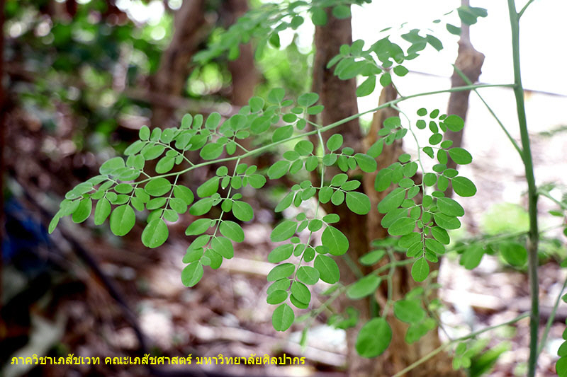 moringa-2.jpg (141747 bytes)