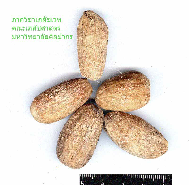 nutmeg-3.jpg (82427 bytes)