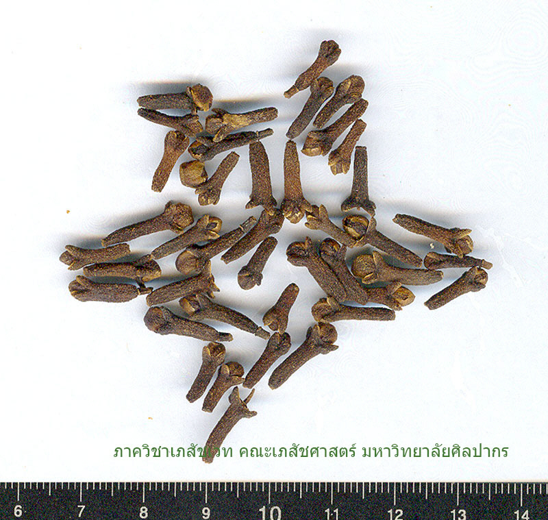 clove-1.jpg (197699 bytes)