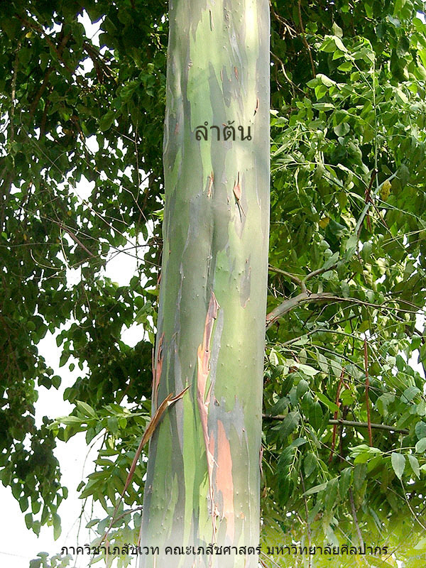 eucalyp-1.jpg (262247 bytes)