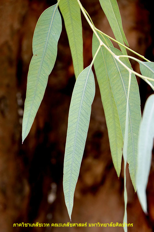 eucalyp-7.jpg (103465 bytes)