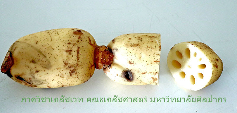 rhizome.jpg (85180 bytes)