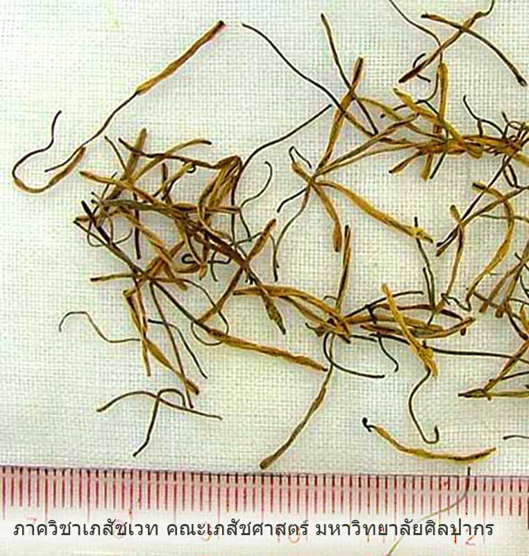 stamen-2.jpg (119891 bytes)