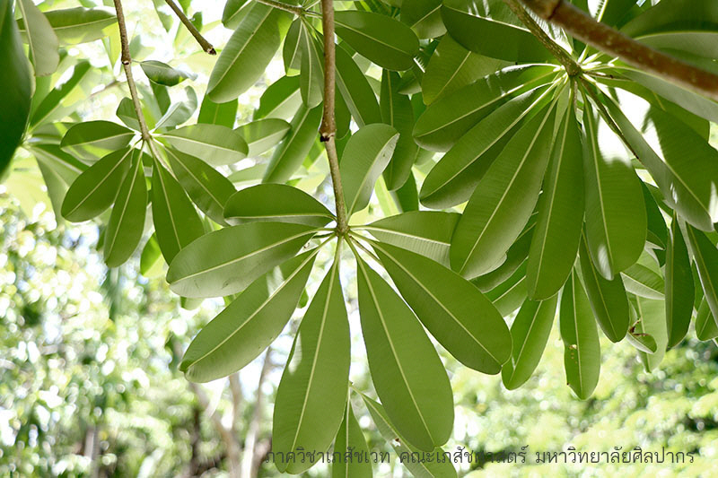 alstonia-6.JPG (154065 bytes)