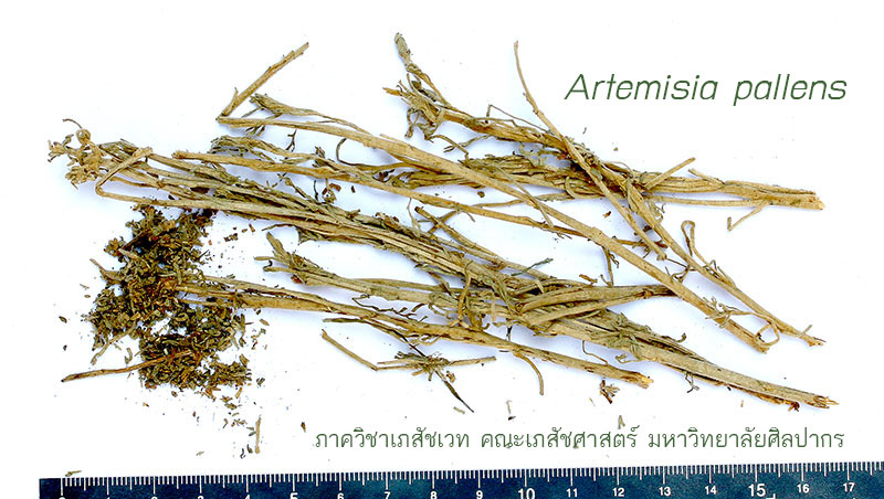 artemisia_pallens-3.JPG (142772 bytes)