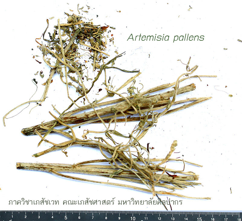 artemisia_pallens-4.JPG (183427 bytes)