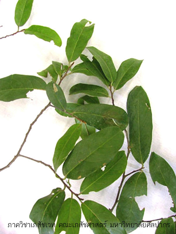 diospyros_decandra-1.jpg (98772 bytes)