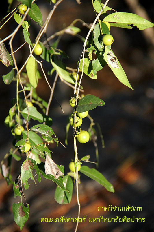 diospyros_mollis-3.JPG (141341 bytes)