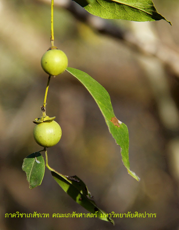 diospyros_mollis-4.JPG (89716 bytes)