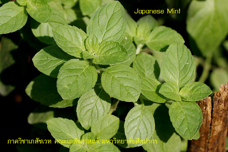 japanese_mint-1.JPG (131261 bytes)