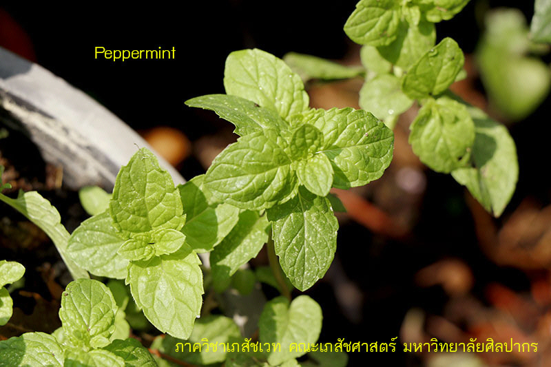 peppermint-1.JPG (120047 bytes)