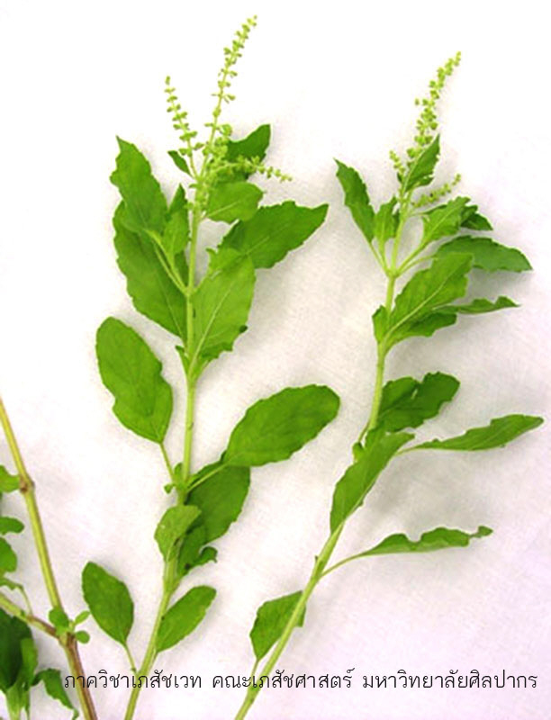 ocimum_tenuiflorum-3.jpg (103043 bytes)