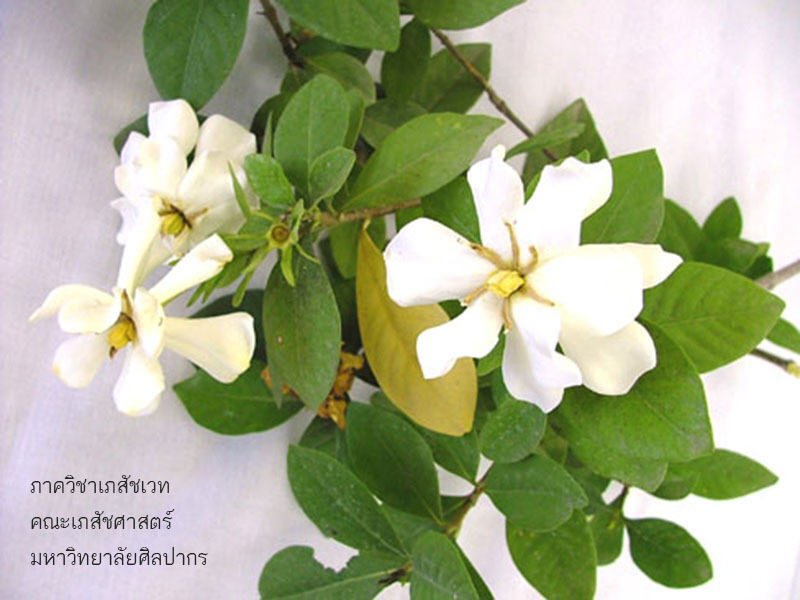 gardenia-6.jpg (103538 bytes)