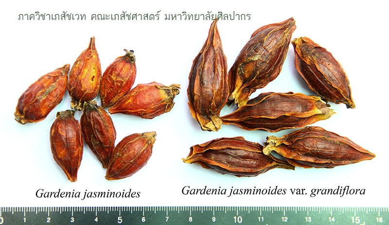 gardenia-7.JPG (137773 bytes)