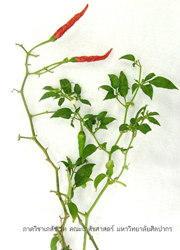 capsicum-1.jpg (90549 bytes)