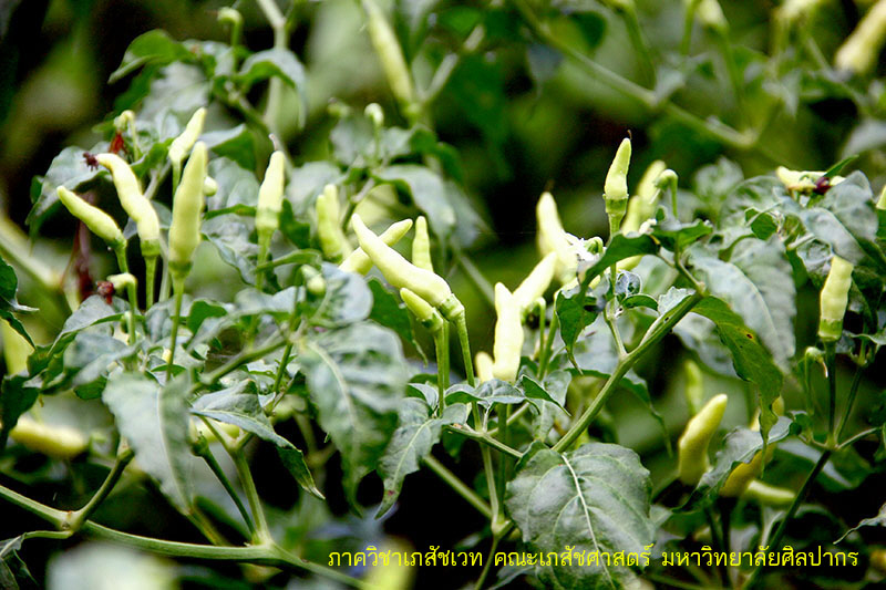 capsicum-2.jpg (161348 bytes)