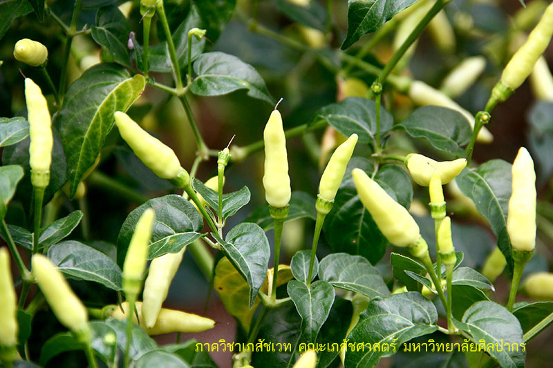 capsicum-3.jpg (151708 bytes)
