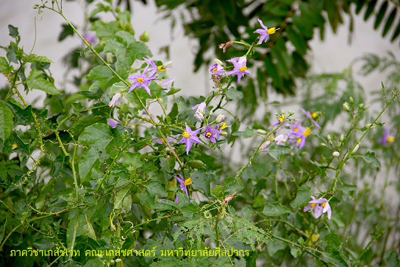 solanum_trilobatum-1.JPG (189554 bytes)