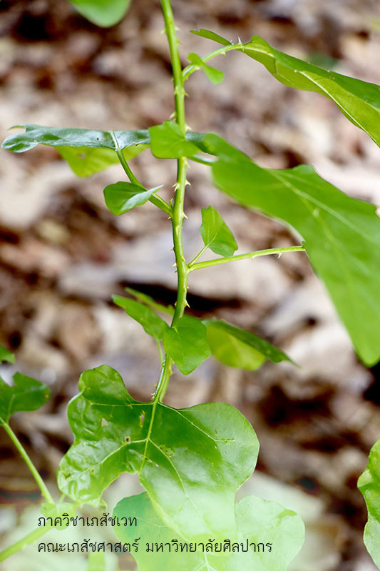 solanum_trilobatum-2.jpg (112656 bytes)